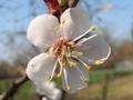 Prunus avium, trešnja