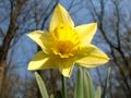 Narcissus pseudonarcissus, narcis, daffodil