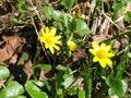 Ranunculus ficaria