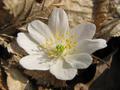 Anemone nemorosa, šumarica, lijepa kata