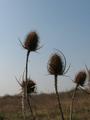 Dipsacus fullonum, češljugovina