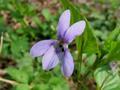 Viola reichenbachiana (=V.sylvestris), ljubica