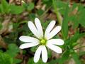 Stellaria holostea