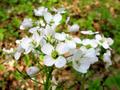 Cardamine pratensis