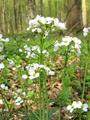 Cardamine pratensis