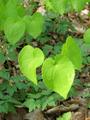 Epimedium alpinum, lipica