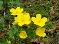 Caltha palustris