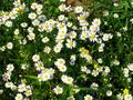 Anthemis sp.