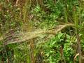 Hordeum sativum, ječam, barley