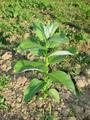 Asclepias syriaca