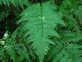 Dryopteris filix-mas, oslad, bujad