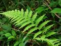 Dryopteris filix-mas, oslad, bujad