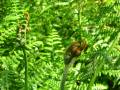 Polypodium vulgare, oslad, bujad, paprat, fern