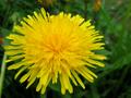 Taraxacum officinale, maslačak