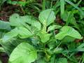 Amaranthus retroflexus, obični štir