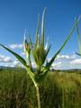 Dipsacus fullonum, češljugovina