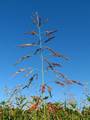 Sorghum halepense, sirak