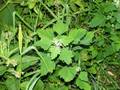 Chenopodium album, bijela loboda