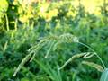 Echinochloa crus-galli, obični koštan, korovsko proso