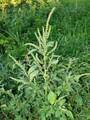 Amaranthus retroflexus, obični štir