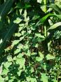 Chenopodium album, bijela loboda