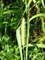 Setaria sp., muhar