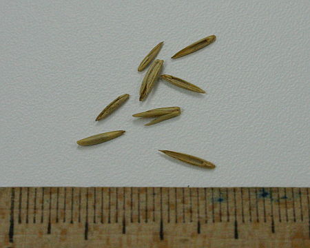 Agropyron repens, pirika