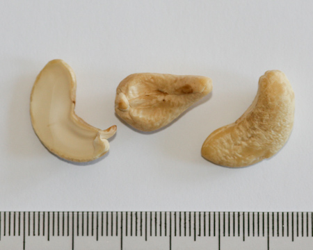 Anacardium occidentale, indijski oraščić