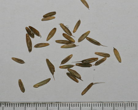 Bromus secalinus