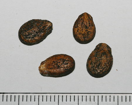 Citrullus lanatus, lubenica