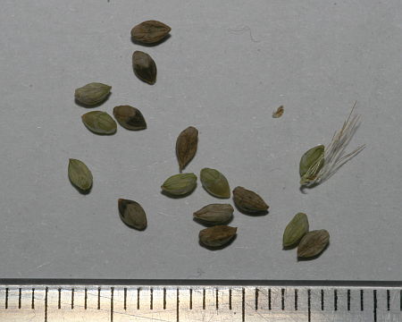 Setaria sp.