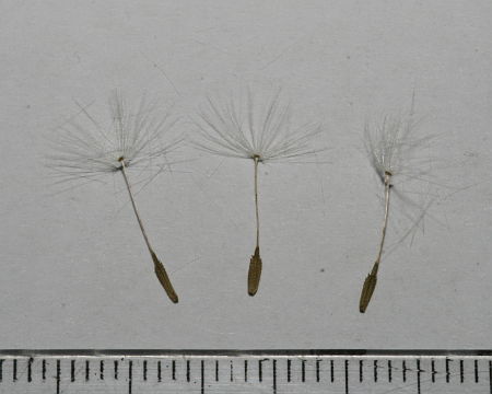 Taraxacum officinale, maslačak