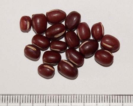 Vigna angularis, azuki grah