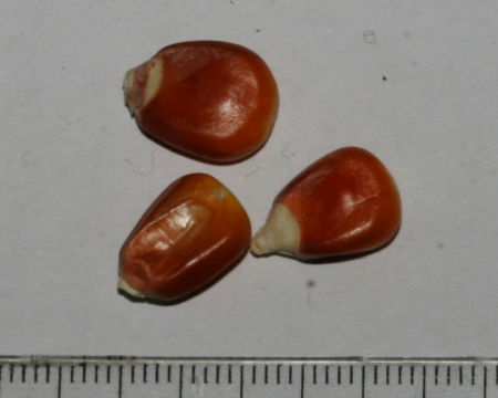 Zea mays, kukuruz