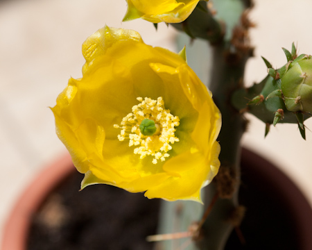 Procvala Opuntia kaktus