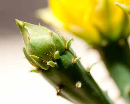 Procvala Opuntia kaktus