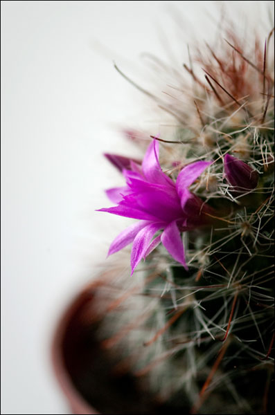 mammilaria bocasana cvijet