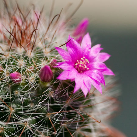 mammilaria bocasana cvijet