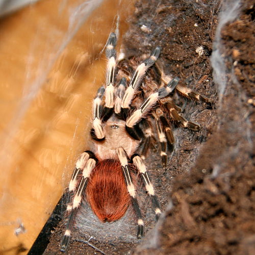 Nhandu chromatus Ivana Bubić svartberg