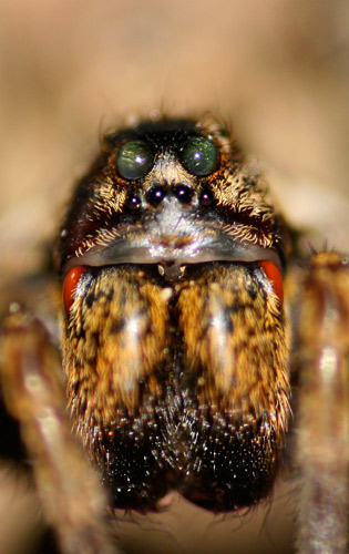 Lycosidae