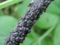 Aphis sp.