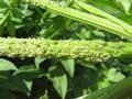 Aphis sp.
