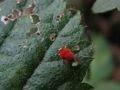 Trombidium sp.