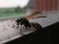 Polistes gallicus, osa