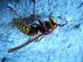 Vespa crabro, stršljen