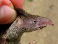 Sorex sp. - rovka
