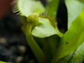 Dionaea muscipula, Venerina muholovka