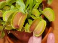 Dionaea muscipula, Venerina muholovka