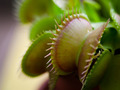 Dionaea muscipula, Venerina muholovka