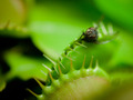 Dionaea muscipula, Venerina muholovka